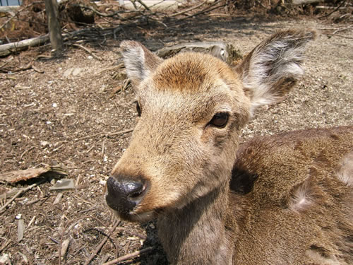 Japanese Deer!