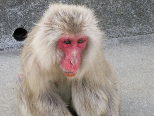Japanese Monkey!